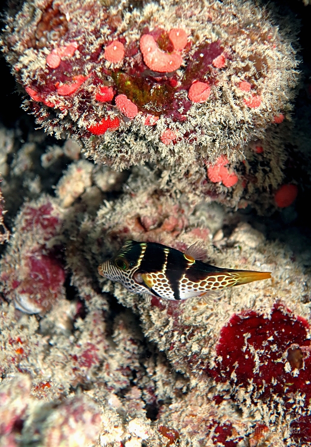 Velidhu - 2013_03_13 - IMG_0643rf_Cantigaster a selles - Canthigaster valentin_Maagiri_Plongee.jpg